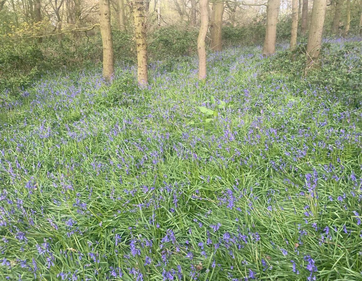 Bluebell Cottage سيلبي المظهر الخارجي الصورة
